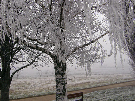 Arbre en manteau de givre Arbre en manteau de givre