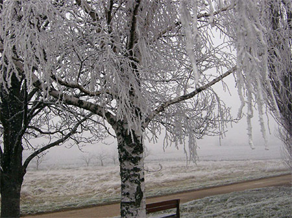 Arbre en manteau de givre