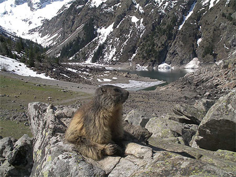 Marmote de garde