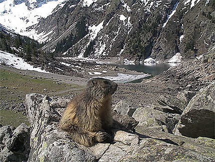 Marmote de garde