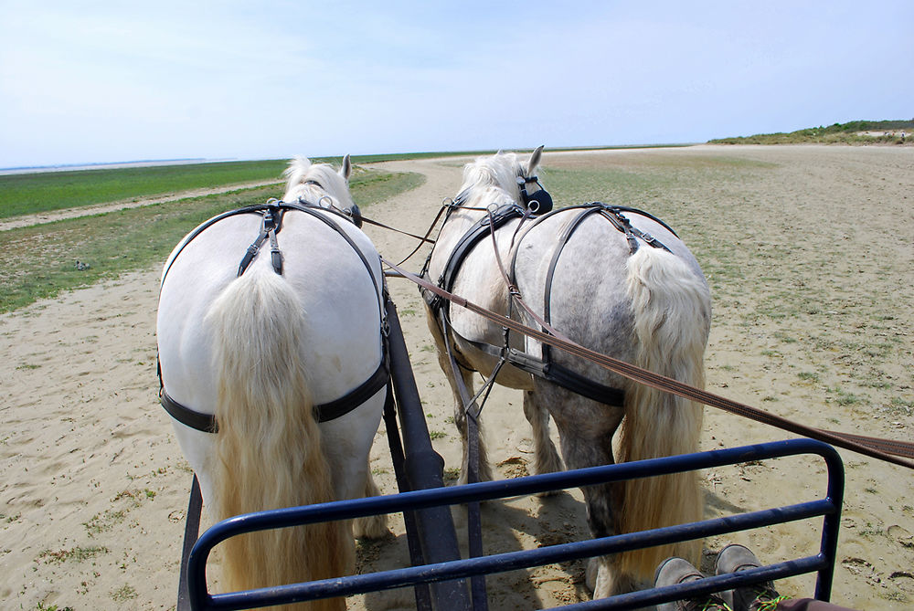 Promenade en calèche dans la Baie de Somme