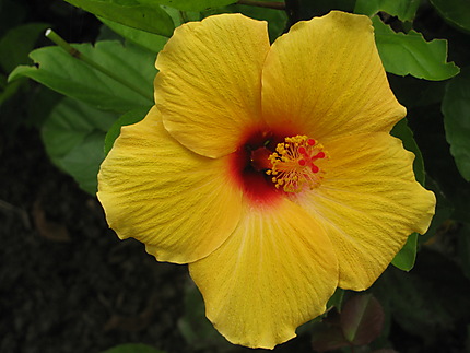 Hibiscus au Domaine Joly de Lotbinière