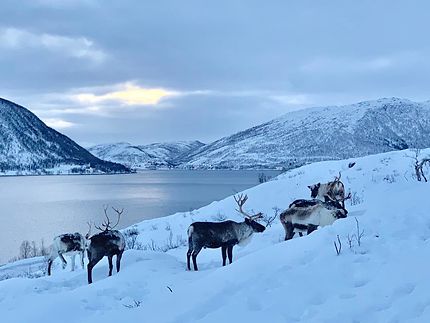 Troupeau de rennes à Tromsø 