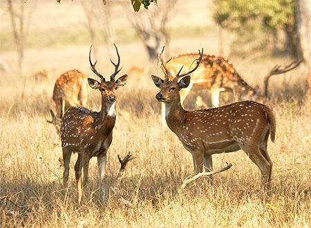 Spotted Deers mâles