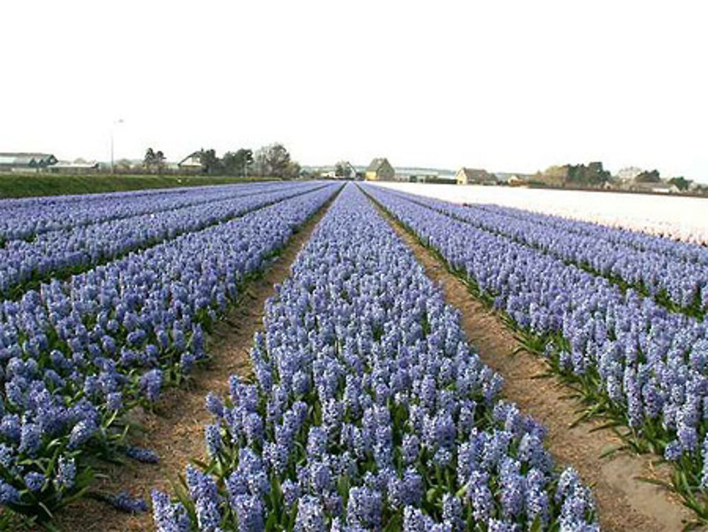 Champs de jacinthes en avril aux Pays-Bas