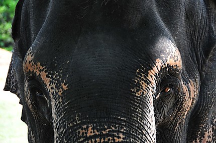 Millenium Elephant Fundation