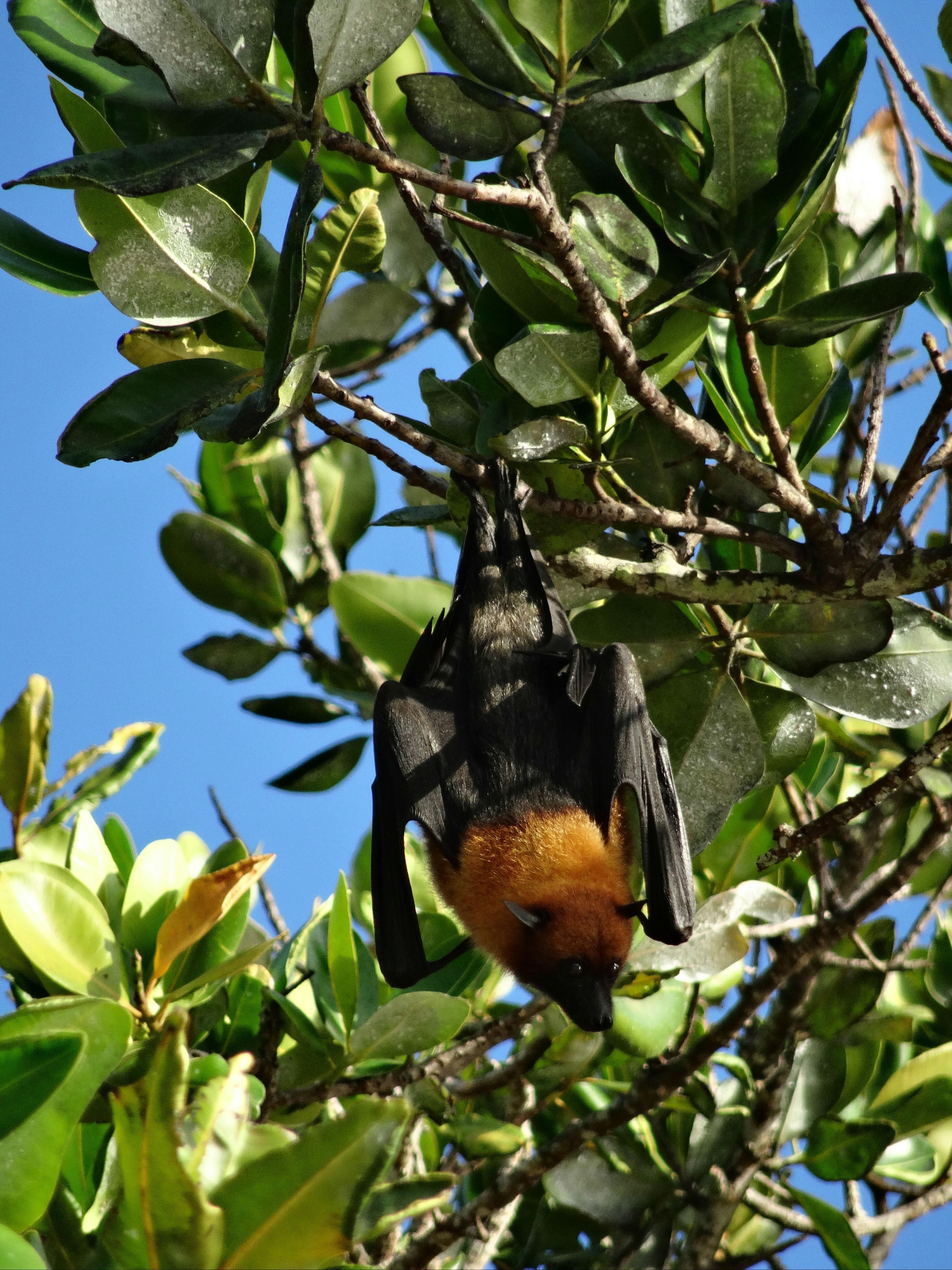 Chauve-souris géante Chauve-souris géante
