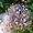 Géranium Maderence jardin botanique Roscoff 
