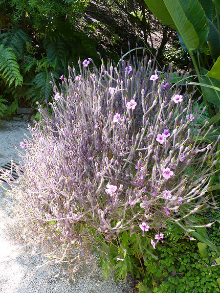Géranium Maderence jardin botanique Roscoff 