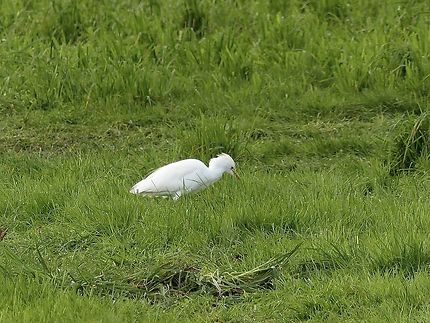 Une aigrette bien au vert