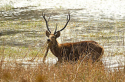 Sambar Deer mâle