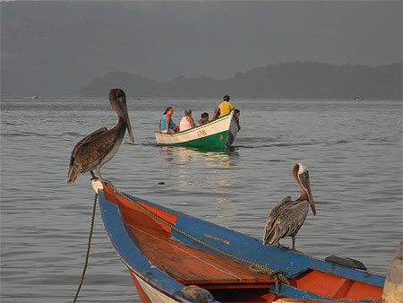 Pélicans à la tombée du jour Pélicans à la tombée du jour