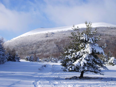 Au pied du Puy de Pariou Au pied du Puy de Pariou
