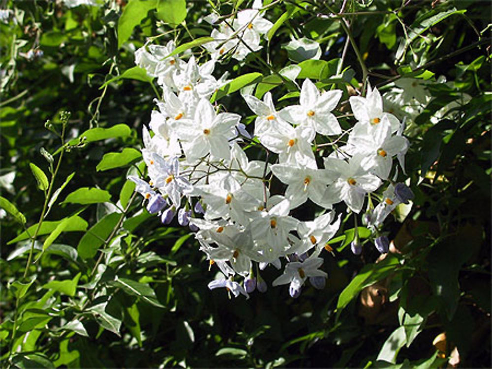 Du jasmin en Bretagne?