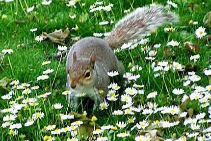 Ecureuil au printemps dans un parc londonien