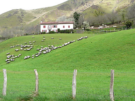 Moutons dans la campagne