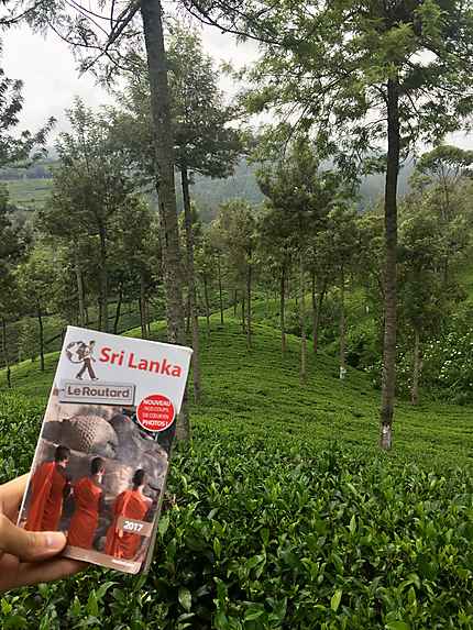 Sri lankan tea plantations