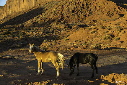Les poneys de Monument Valley