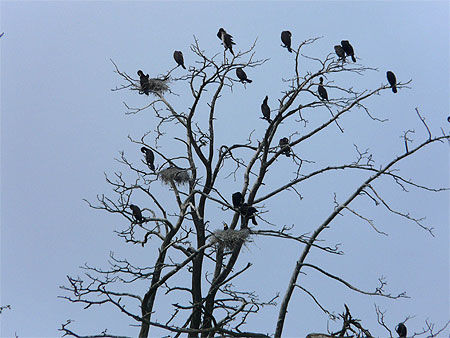Colonie de cormorans