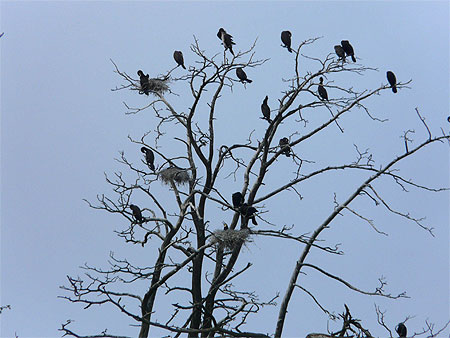 Colonie de cormorans Colonie de cormorans