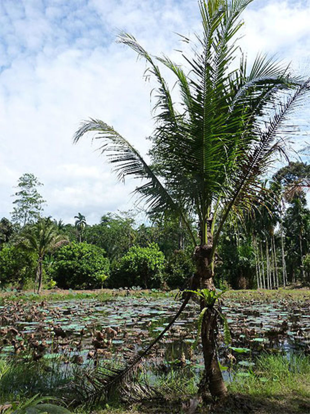 Krabi, sur la route du parc national de Khao Phanon Bencha