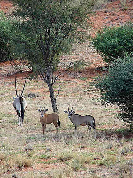 Oryx, dunes du Kalahari