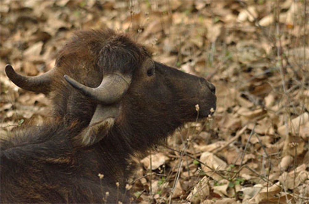 Bébé buffle domestique