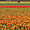 Champs de tulipes à Noordwijkerhout - Pays-bas