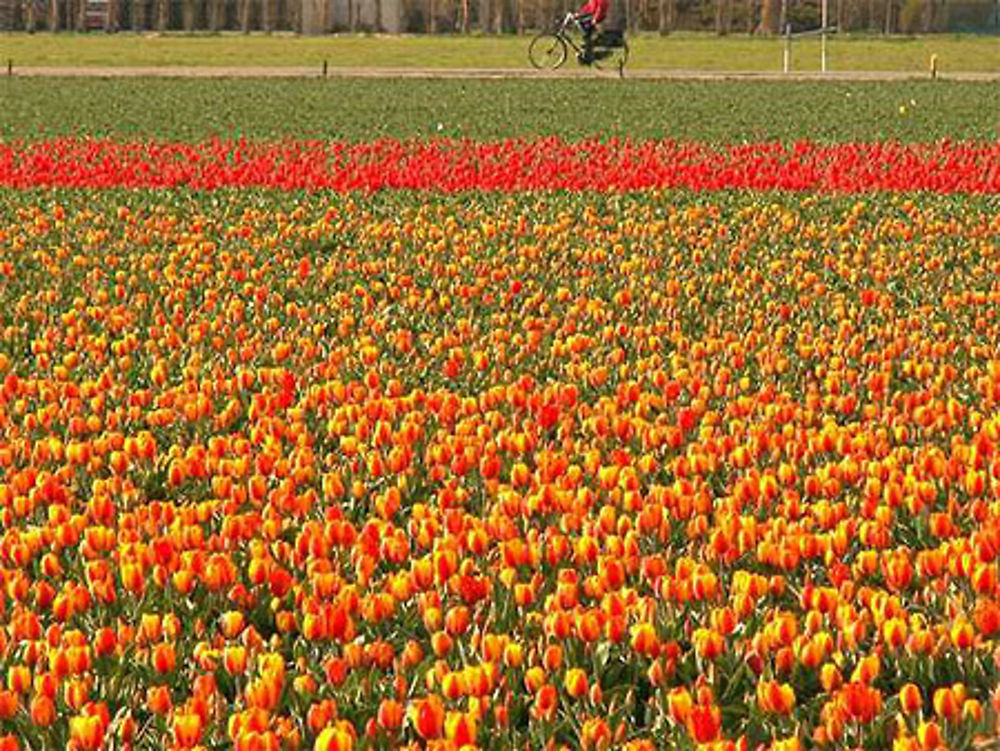 Champs de tulipes à Noordwijkerhout - Pays-bas