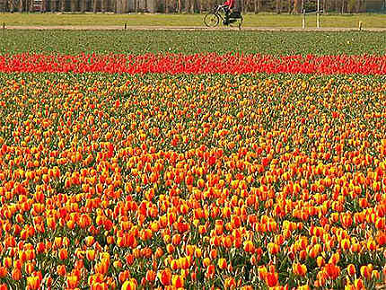 Champs de tulipes à Noordwijkerhout - Pays-bas
