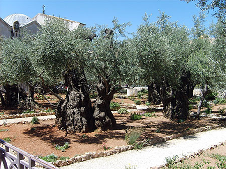 Les Oliviers du Gethsemane Les Oliviers du Gethsemane