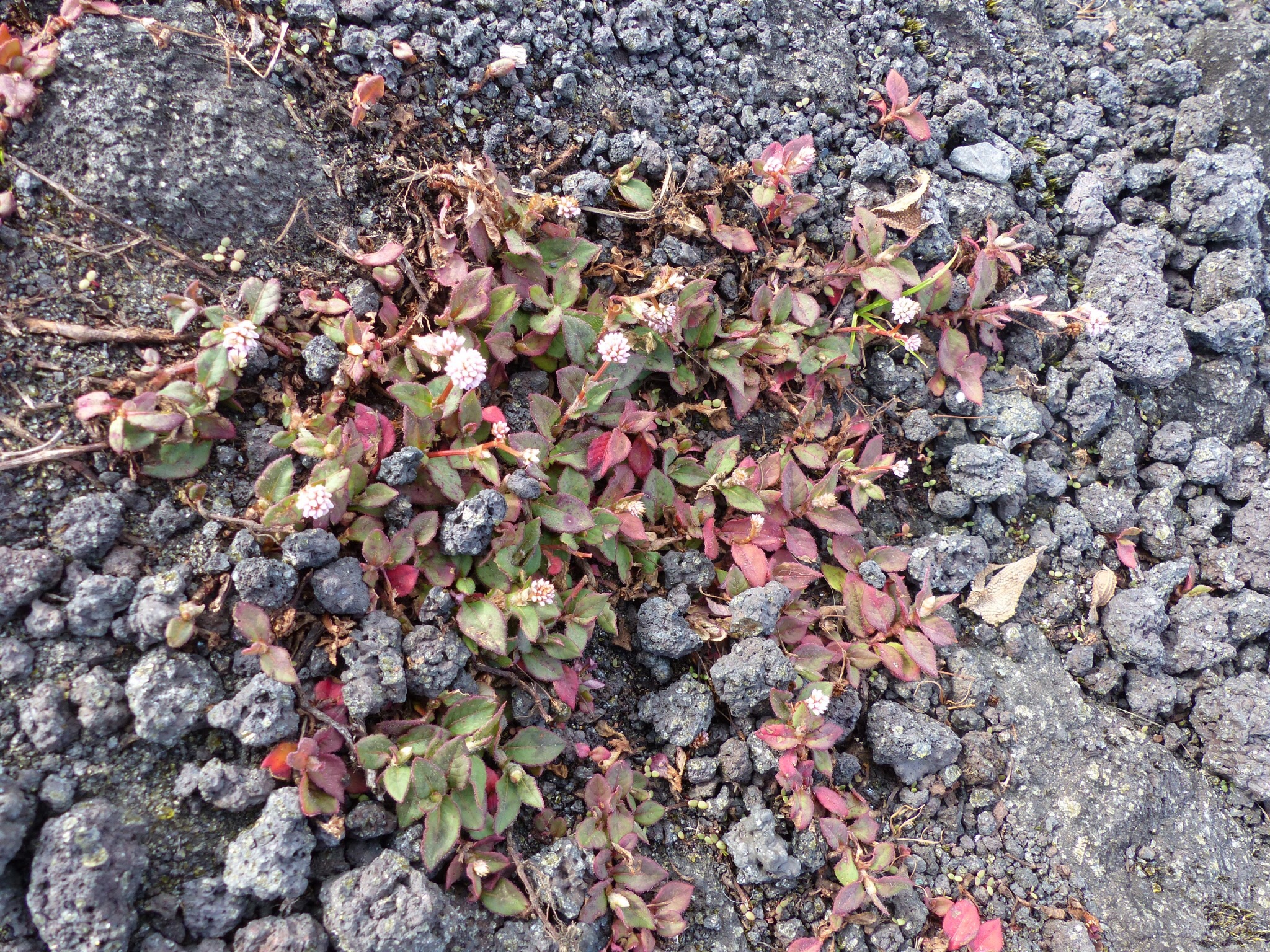 Fleurs sur coulées de lave Fleurs sur coulées de lave