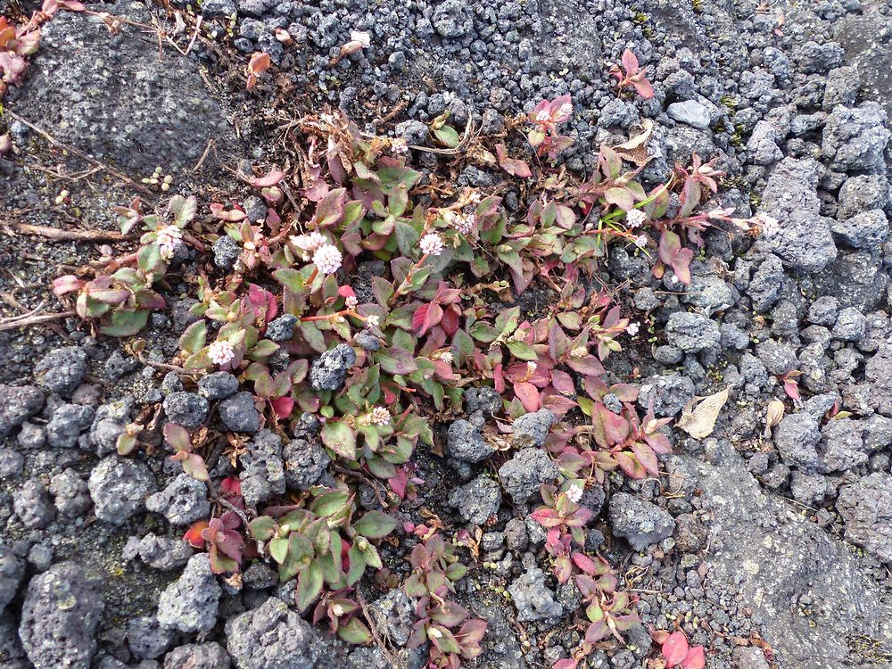 Fleurs sur coulées de lave