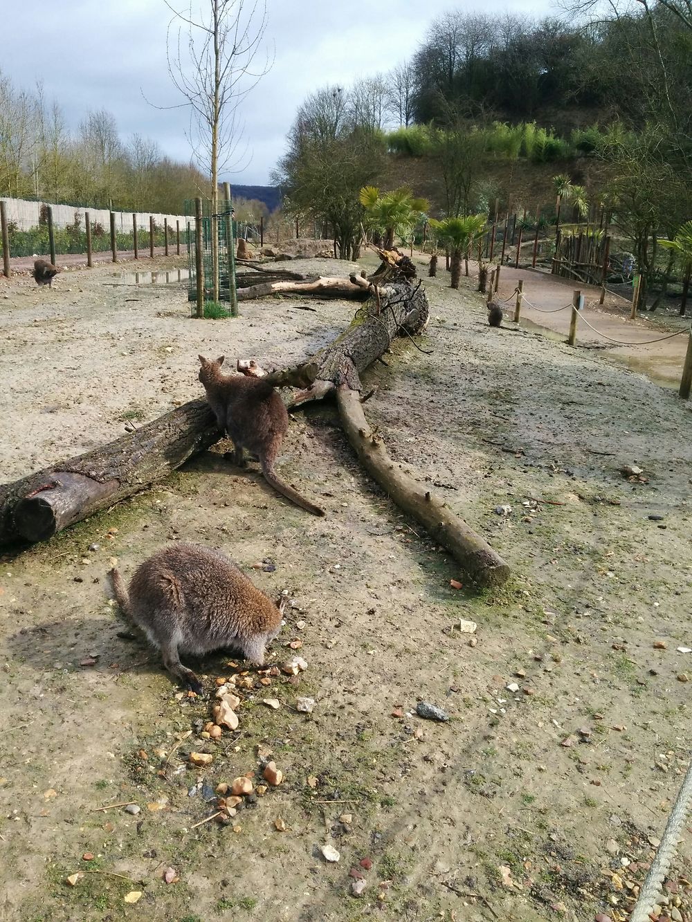 Kangourous en liberté à Biotropica