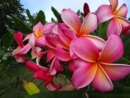 Fleur de frangipanier : Fleurs : Mahé : Seychelles : Routard.com