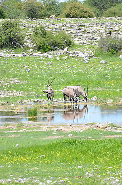 Oryx, Etosha, Klein Namutoni