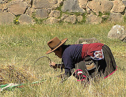 Faucheuse d'herbes à Viracocha