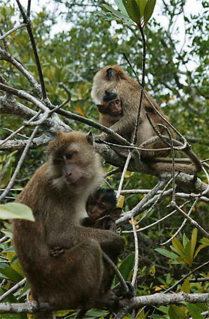 Des singes dans les mangroves