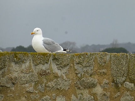Vigile sur la forteresse