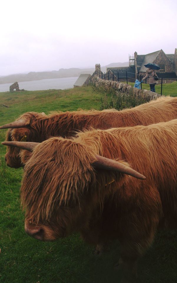 Highland Cow - Ile d'Iona