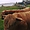 Highland Cow - Ile d'Iona