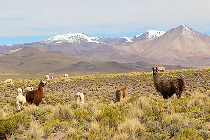 Troupeau de lamas sur l'Altiplano