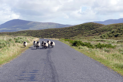 Mouton irlandais