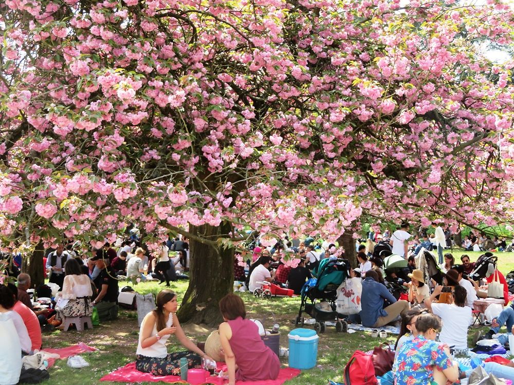 Hanami au parc de Sceaux 2019