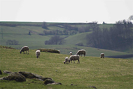 Troupeau de moutons