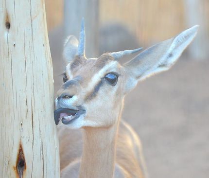Magnifique gazelle 