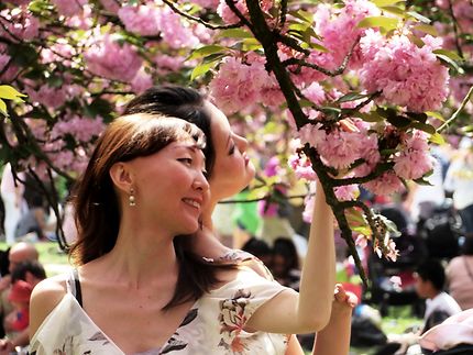 Hanami 2019 au parc de Sceaux