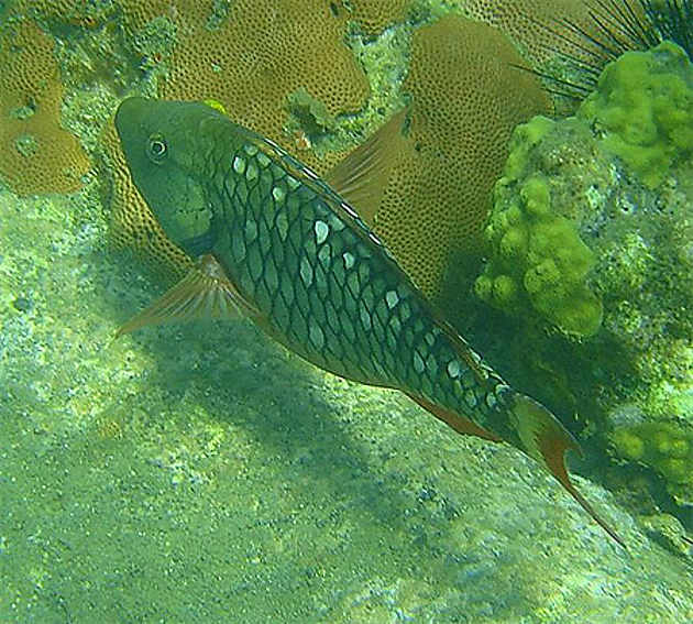 Poisson Plongée Mer Poissons Iles de la Petite Terre — free download
