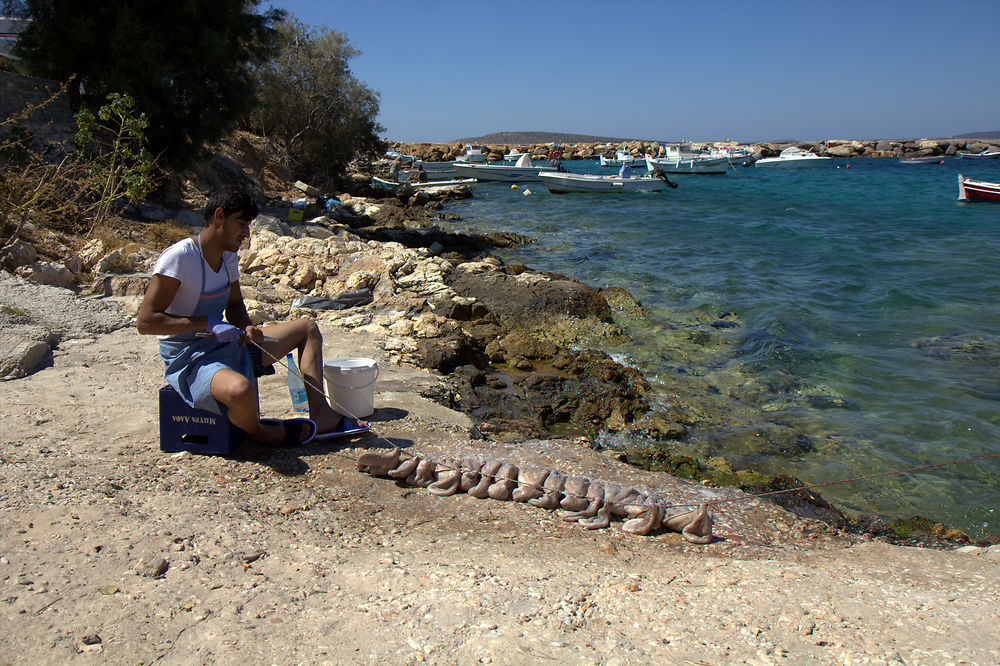 Pécheur d'Octopus