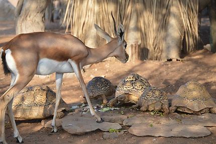 Famille gazelle et tortues 